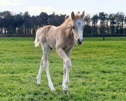 dressage horse All of Dad (German Riding Pony, 2023, from About you)