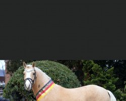 Deckhengst About you (Deutsches Reitpony, 2019, von A new Star)