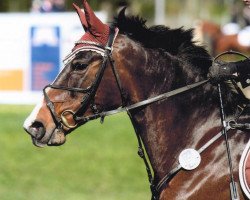 broodmare Notre-Dame (German Riding Pony, 2000, from Carlson)