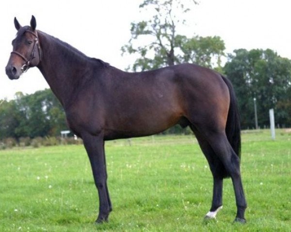 stallion Litchi Hoy (Selle Français, 1999, from Calvaro Z)