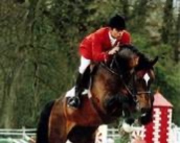 stallion Alibi de Laubry (Holsteiner, 1997, from Acobat II)