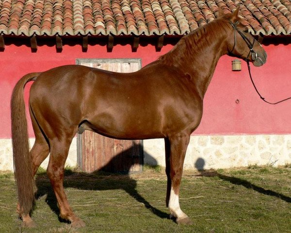 stallion Huppydam des Horts (Selle Français, 1995, from Quidam de Revel)