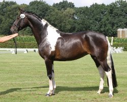 Zuchtstute Rockanje Lottie (Westfale, 2012, von Rocky Lee)