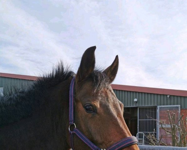 horse Hekla 19 (German Sport Horse, 2010, from Quality Boy)