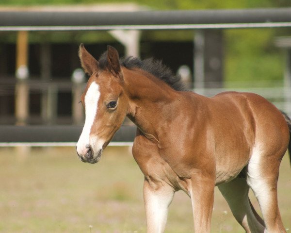 Springpferd Little Ludwig C.G.* (Deutsches Reitpony, 2023, von Little Milton 12)