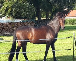 dressage horse Dalion (Hanoverian, 2002, from Der Lenz)