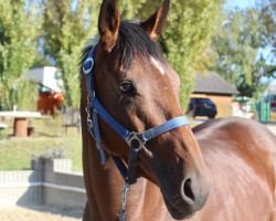 dressage horse Goldwin La Colmine (Thoroughbred, 2016)