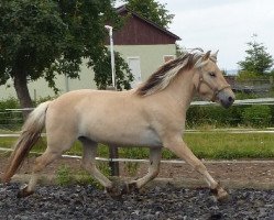 Pferd Kirsch (Fjordpferd, 2011, von Koljar)