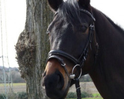 dressage horse Rock for me 4 (Westphalian, 2007, from Rock Forever NRW)