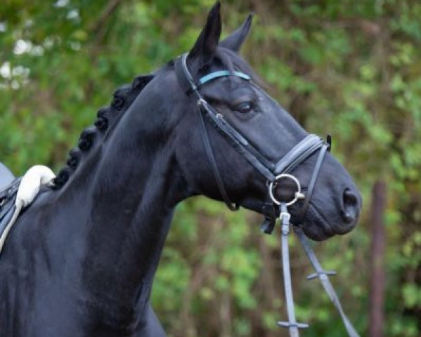 dressage horse Vribaldi (KWPN (Royal Dutch Sporthorse), 2002, from Gribaldi)