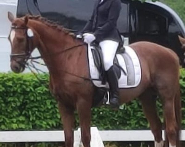 dressage horse Cindys Wonderwold (New Forest Pony, 2009, from Wicked Courtjester)