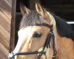 Springpferd Chiquitita R Vom Alten Grenzho (Deutsches Reitpony, 2014, von Reifenstein vom Alten Grenzhof)