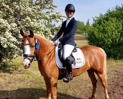 dressage horse Bibi 72 (German Riding Pony, 2019, from Traumprinz)