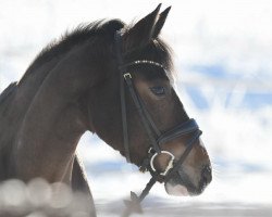 Dressurpferd Neschy SD (Deutsches Reitpony, 2014, von Nutrix)