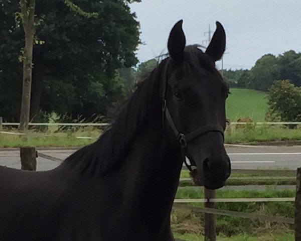 dressage horse Adelaide (Westphalian, 2014, from All At Once)