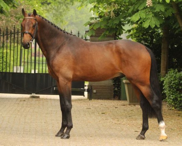 stallion Unbreakable Z (Zangersheide riding horse, 2011, from Untouched)