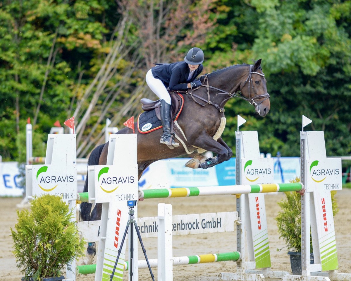 jumper Duke of Fun H (Westphalian, 2013, from Diarado)