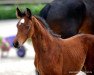 dressage horse Cleo 280 (Westphalian, 2016, from Champagner)