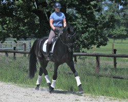 dressage horse Scotti (Westphalian, 2020, from Spökenkieker V)