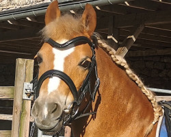 Pferd Wildzang's Rachella (Welsh Pony (Sek.B), 2013, von Beschenhof Darwin)