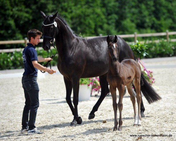 Dressurpferd Stute von Baccardi / Spirit of Westfalia (Westfale, 2016, von Baccardi)