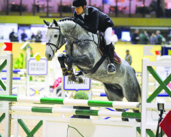 stallion Silber Sky F (Swedish Warmblood, 2007, from Corlensky G)