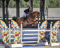 jumper Billy Wolsey (anglo european sporthorse, 2014, from Zinedine)