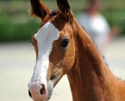 dressage horse Brigitte 7 (Westphalian, 2016, from Baccardi)