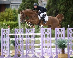 stallion High Big Andi K (KWPN (Royal Dutch Sporthorse), 2012, from Big Star)