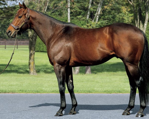 stallion Drefong xx (Thoroughbred, 2013, from Gio Ponti xx)