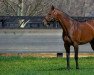 stallion Gio Ponti xx (Thoroughbred, 2005, from Tale Of The Cat xx)