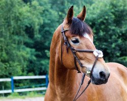 Pferd Dorato (Polnisches Warmblut, 2008, von Tabasko 87 G Zg POL)