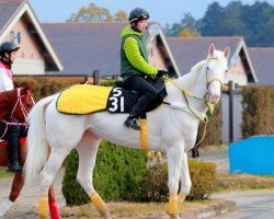 broodmare Shiroinger xx (Thoroughbred, 2013, from Harbringer xx)