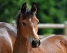 dressage horse Blickfang Mt (Westphalian, 2016, from Baccardi)