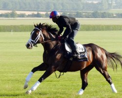 stallion American Patriot xx (Thoroughbred, 2013, from War Front xx)