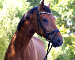 dressage horse Connors Z (Zangersheide riding horse, 2010, from Corvus Z)