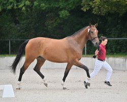 broodmare Balous Bonita (Westphalian, 2016, from Balous Bellini)