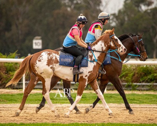 horse Navajo xx (Thoroughbred, 2018, from Moonlark xx)