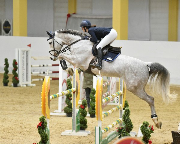 jumper Cellvana (German Sport Horse, 2015, from Cellestial)