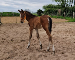 Springpferd Soraya (Deutsches Reitpferd, 2023, von Sixpack 11)