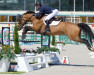 jumper True Blue III (anglo european sporthorse, 2008, from Chacco-Blue)