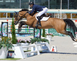 jumper True Blue III (anglo european sporthorse, 2008, from Chacco-Blue)