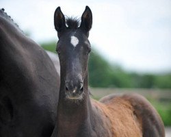 dressage horse Bezaubernde Jeannie (Westphalian, 2016, from Baccardi)