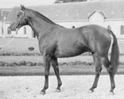 stallion Elite du Manoir (Selle Français, 1970, from Un Prince xx)