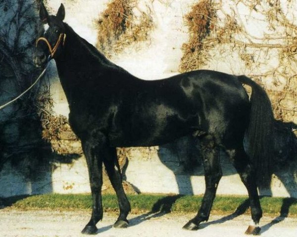 stallion Quatoubet du Rouet (Selle Français, 1982, from Galoubet A)