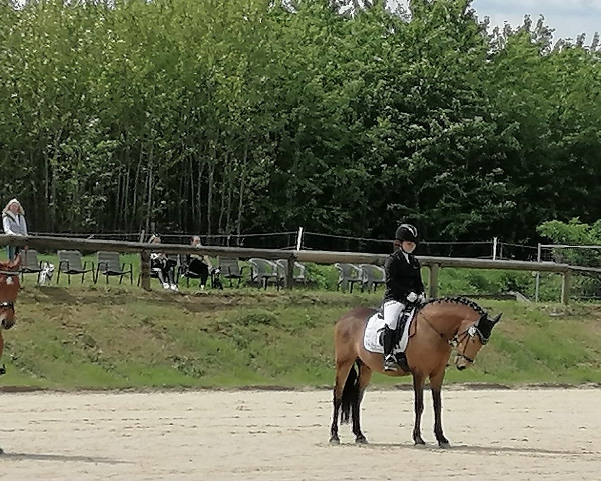 Dressurpferd Guiseppe Verdi (Deutsches Reitpony, 2007, von FS Golden Moonlight)