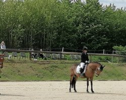 dressage horse Guiseppe Verdi (German Riding Pony, 2007, from FS Golden Moonlight)