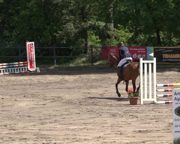 Reitturnier Mettingen 2023