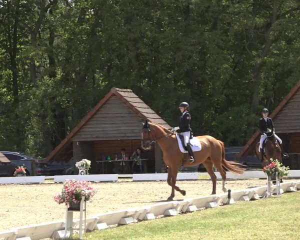 Reitturnier Mettingen 2023