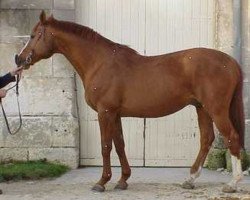 stallion Talent de Favi AA (Anglo-Arabs, 1988, from Gaverdi x)